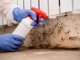 Reliable Kensington Park, FL Mold Removal Services Solutions